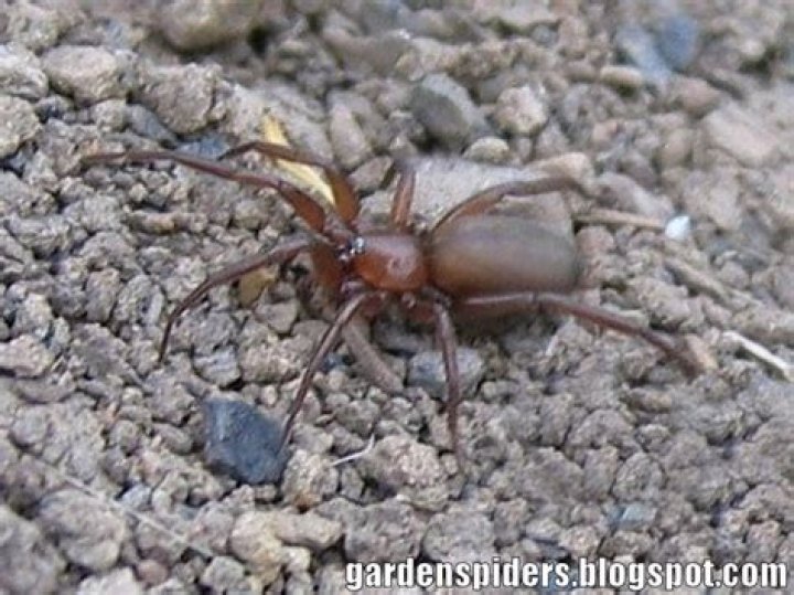 Are sow bug spiders poisonous