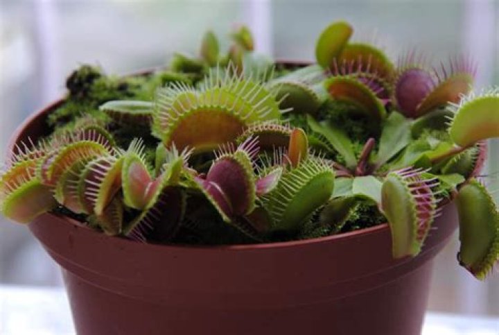 Are Venus fly traps dangerous