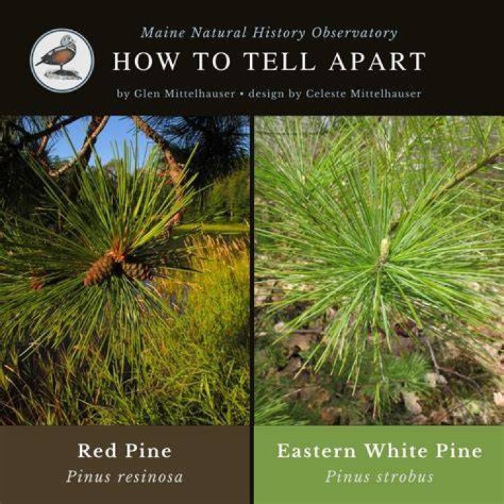 Are white pine needles acidic