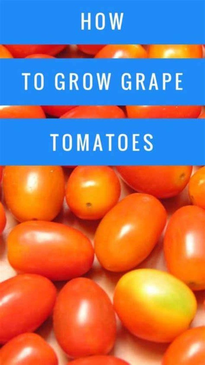 How long grape tomatoes grow