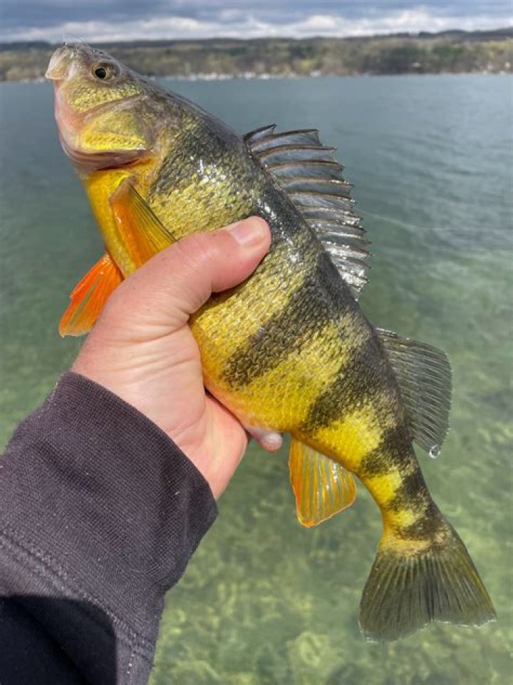How many rods are in a perch
